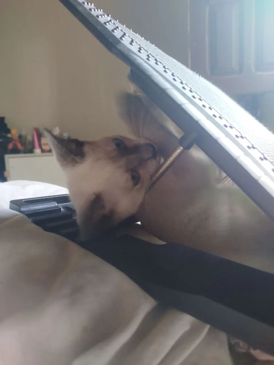GATINHA PARA DOAÇÃO RESPONSÁVEL  - Foto 2