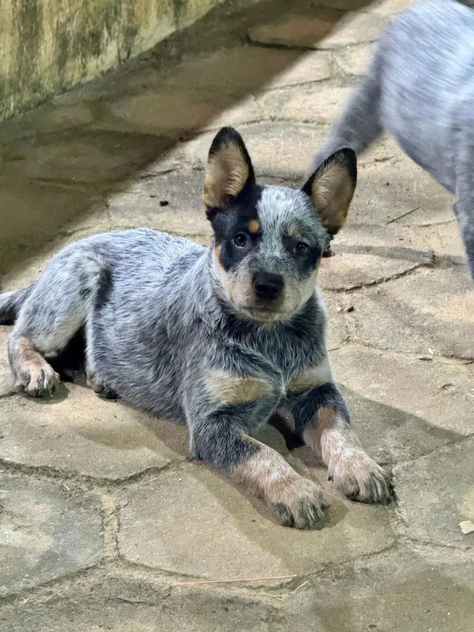 BOIDAEIRO AUSTRALIANO