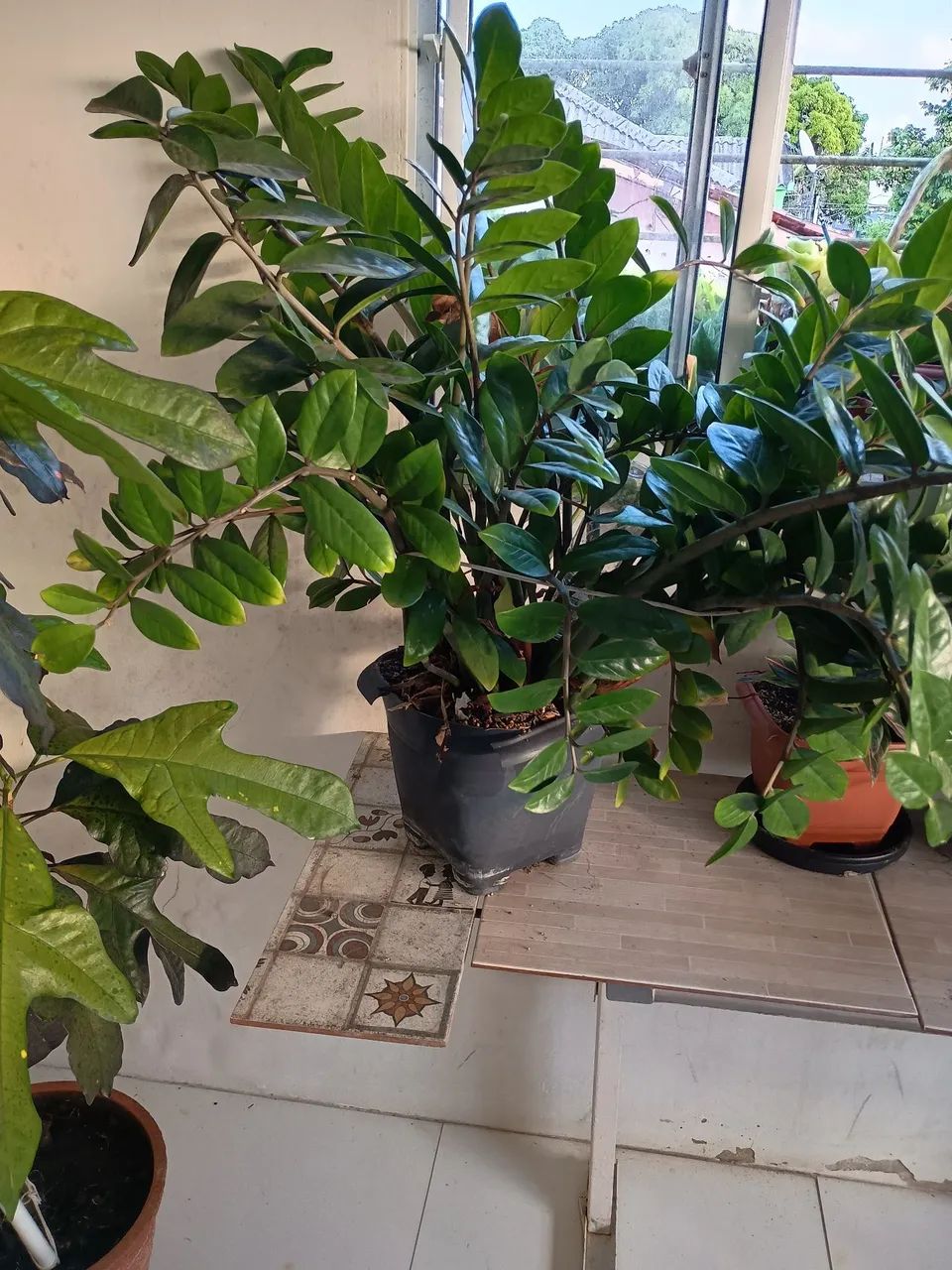 Vende plantas - Foto 3