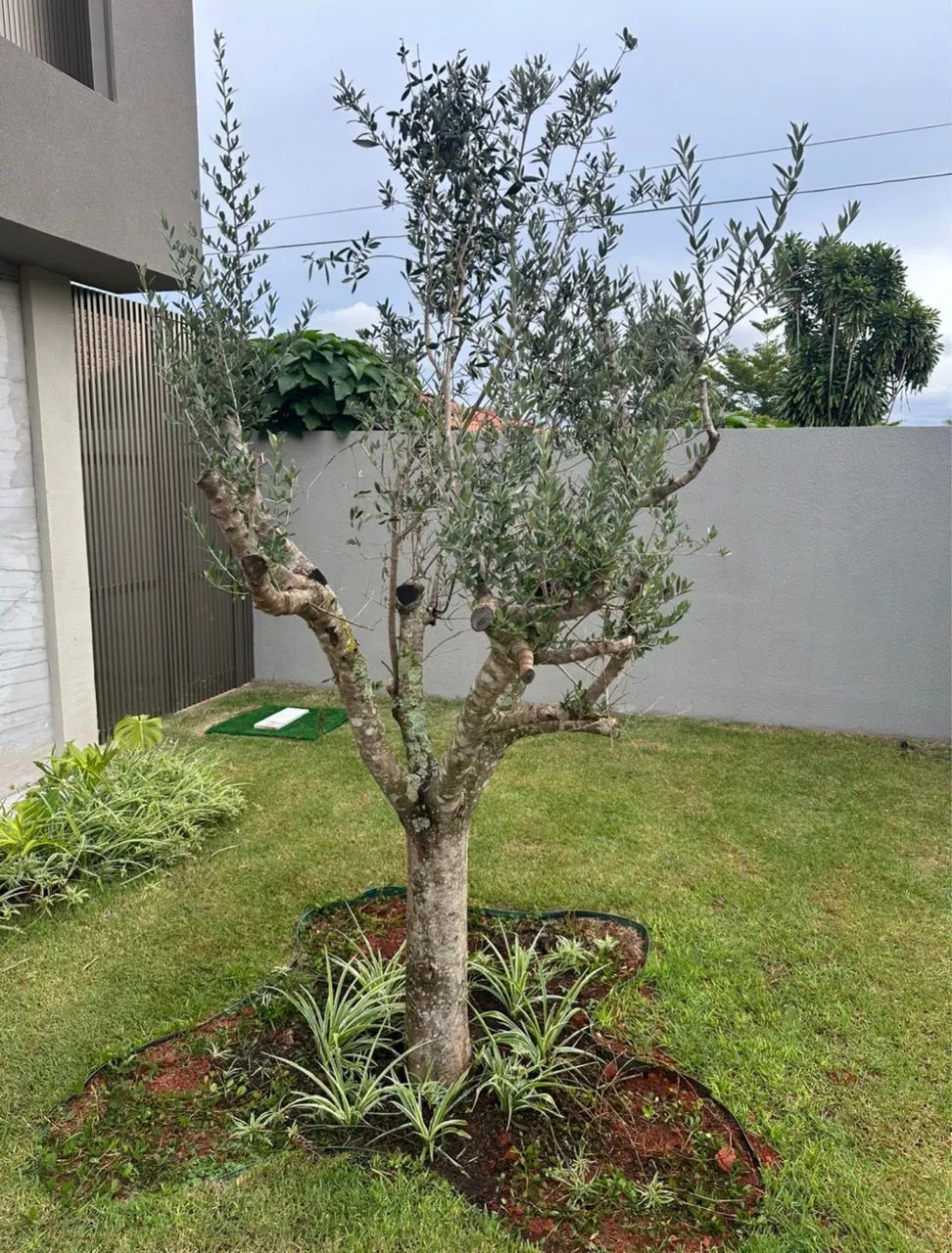 Oliveira, árvore santa