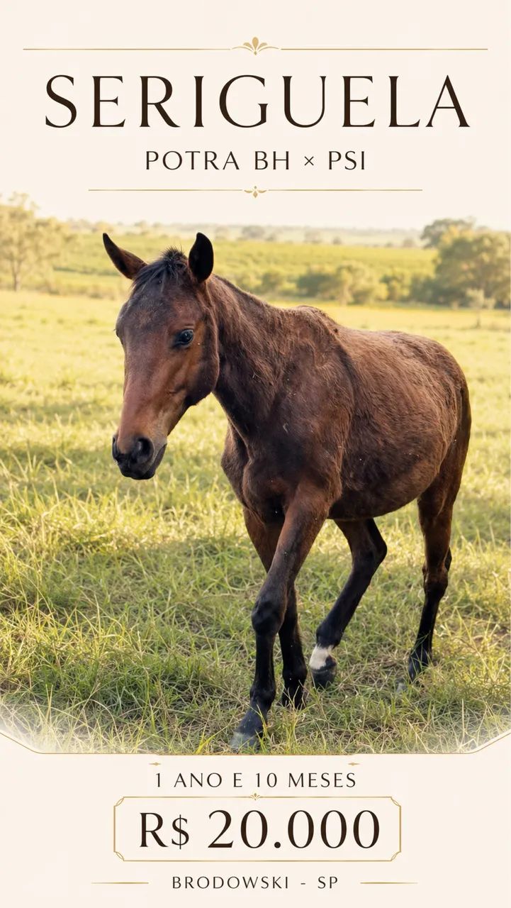 Potra (cavalo) BH x PSI nascimento 12/10/2024