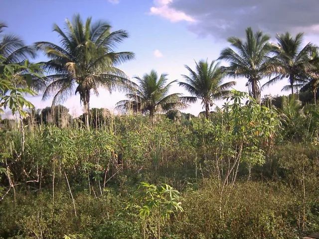 Vende-se um SÍTIO no bairro Juca Rosa - Foto 5