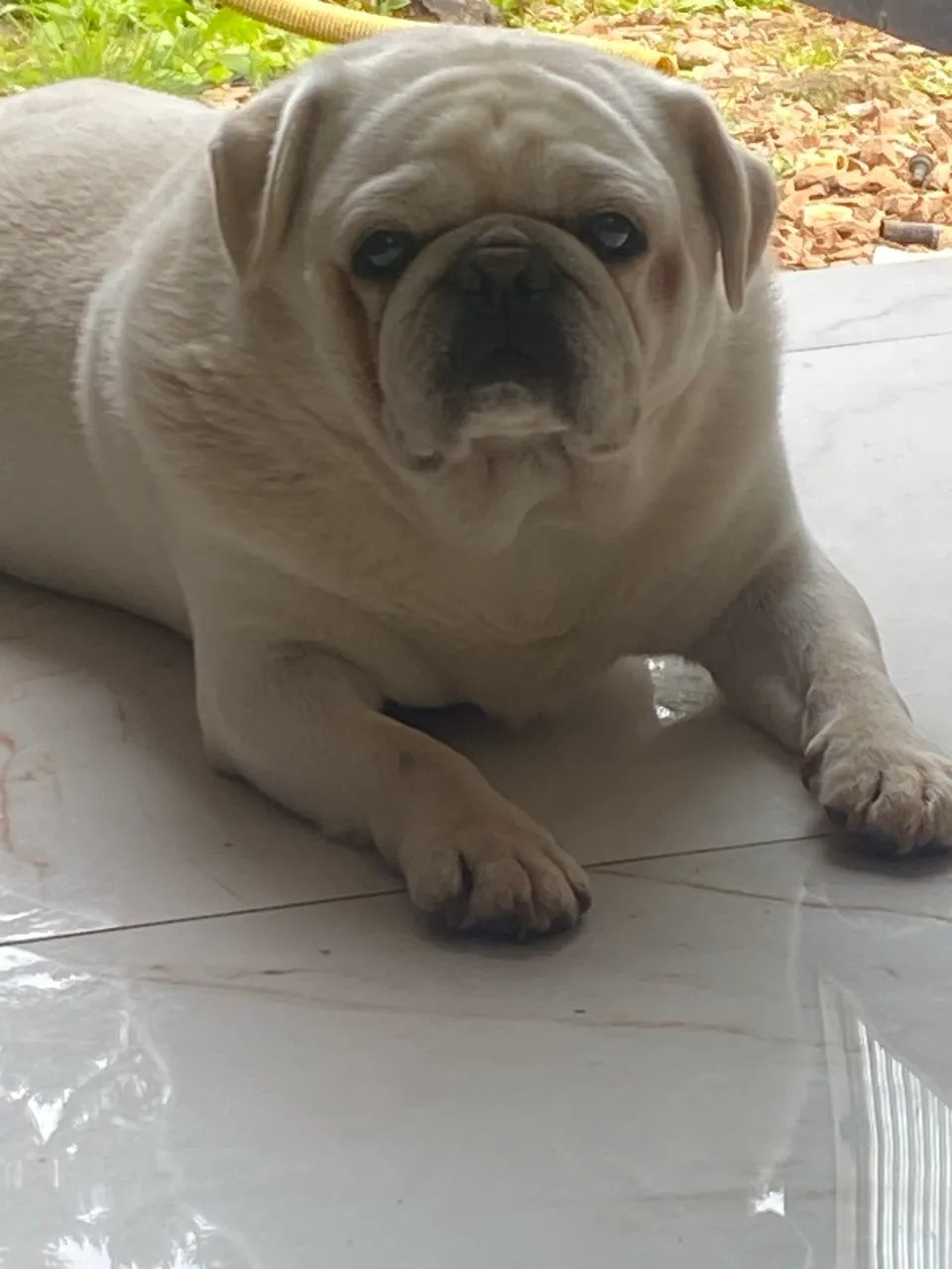 Pug Branco macho  - Foto 2