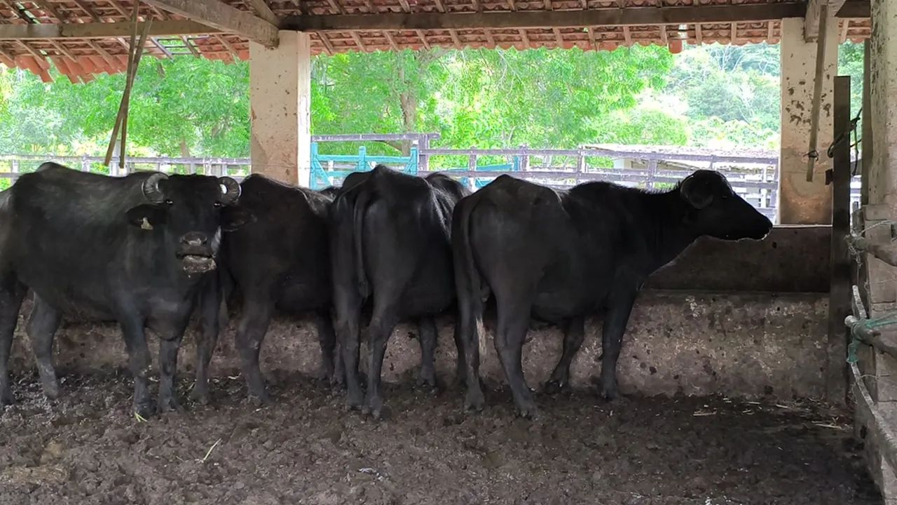 Vaca e novilhas a venda - Foto 2