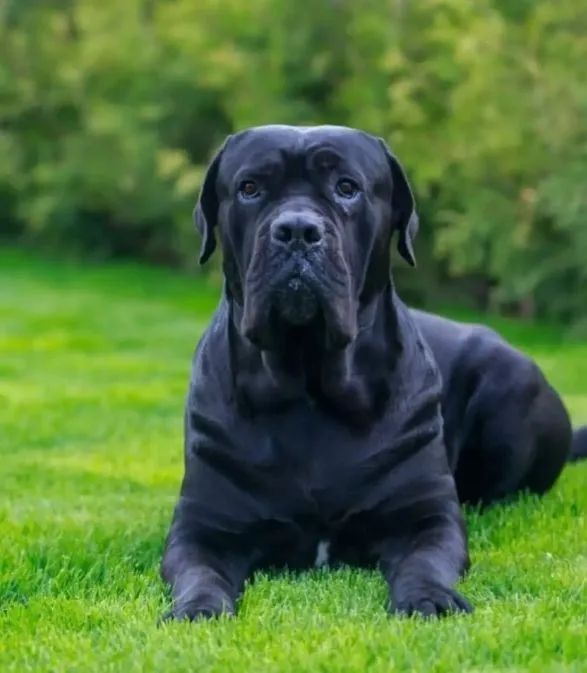 Cane corso - Foto 3