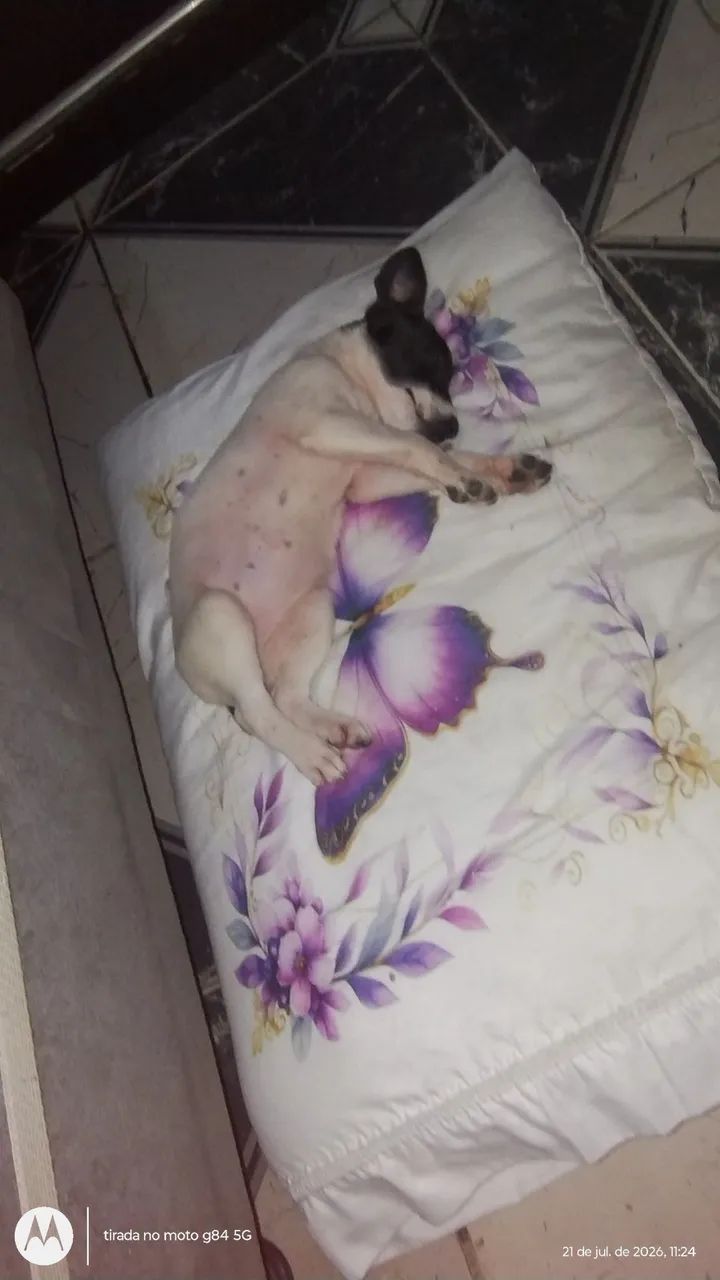 Adoção  - Foto 2