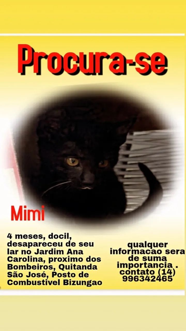 Procura-se Gatinho mimi - Foto 3