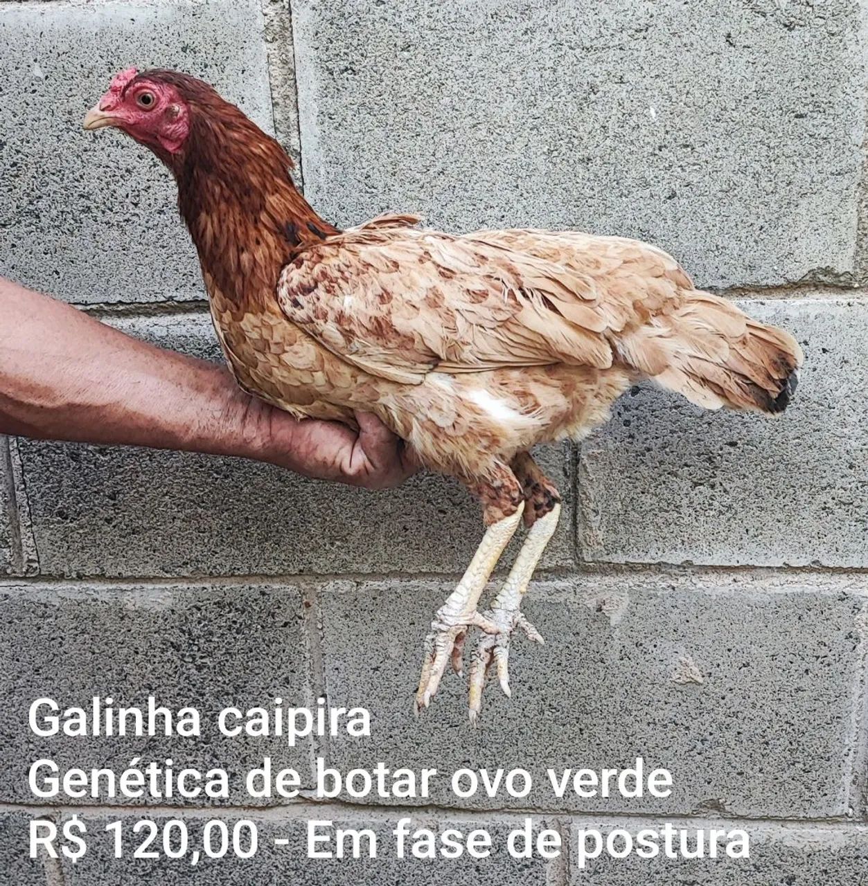 Galinha que bota ovo verde - Fase de Postura - Foto 2