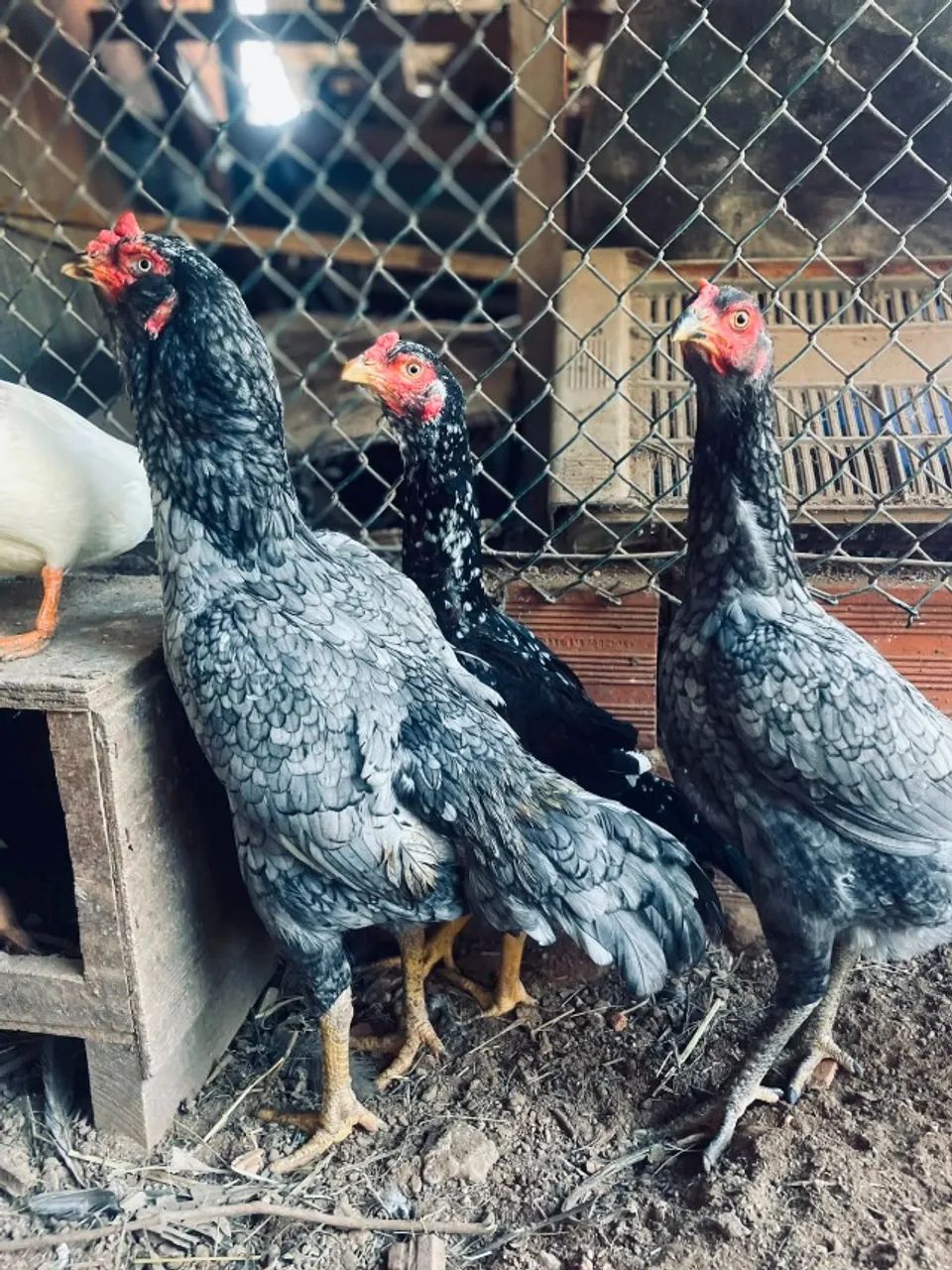 Vende-se ovos  - Foto 2