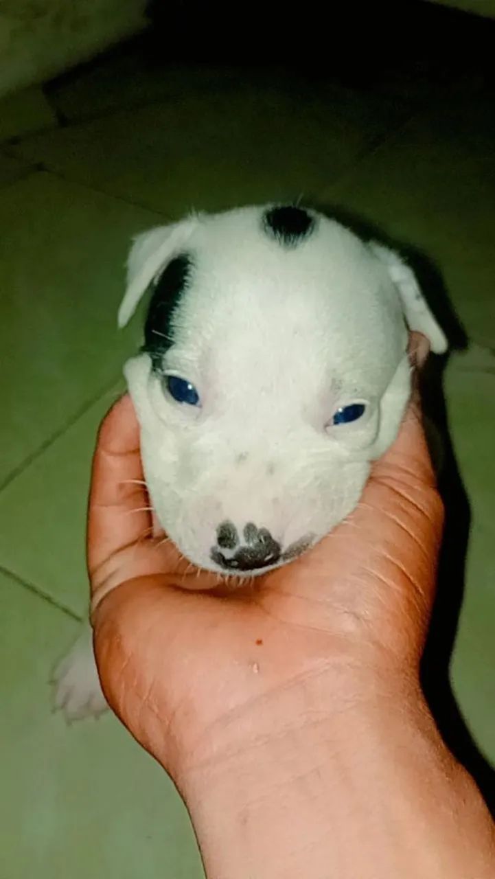 Pit Bull filhotes  - Foto 4