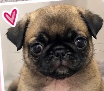 Pug fêmea - Foto 3