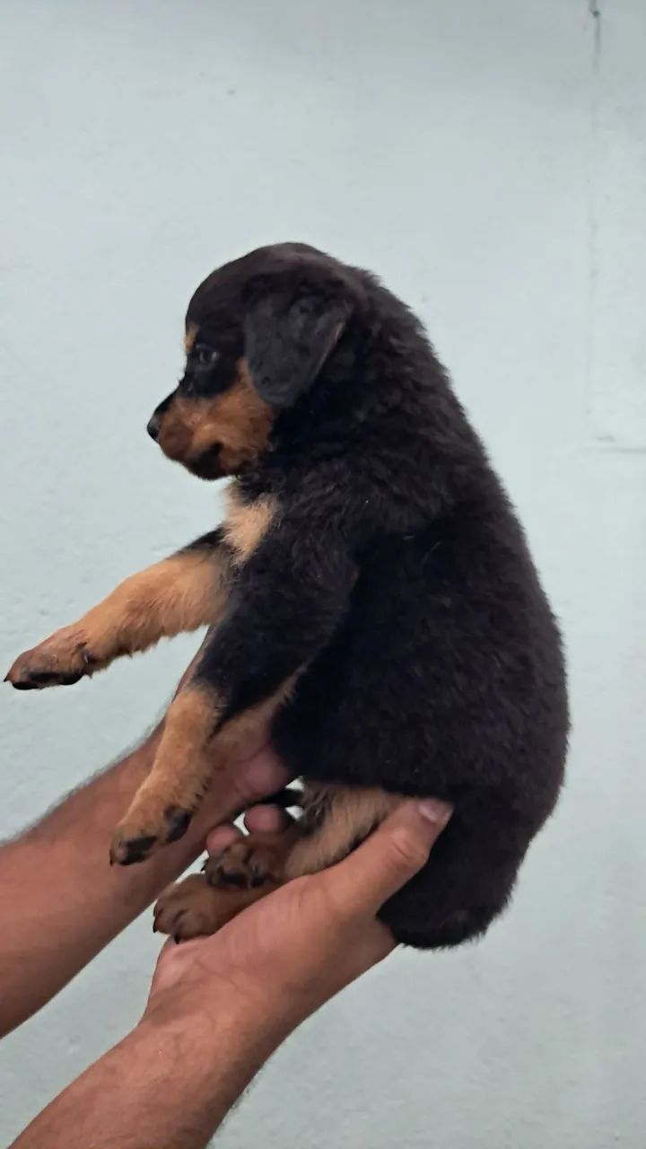 ROTTWEILER MACHO E FÊMEA  - Foto 2