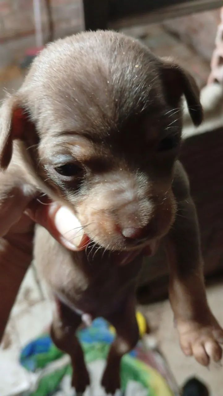 Pinscher  - Foto 3