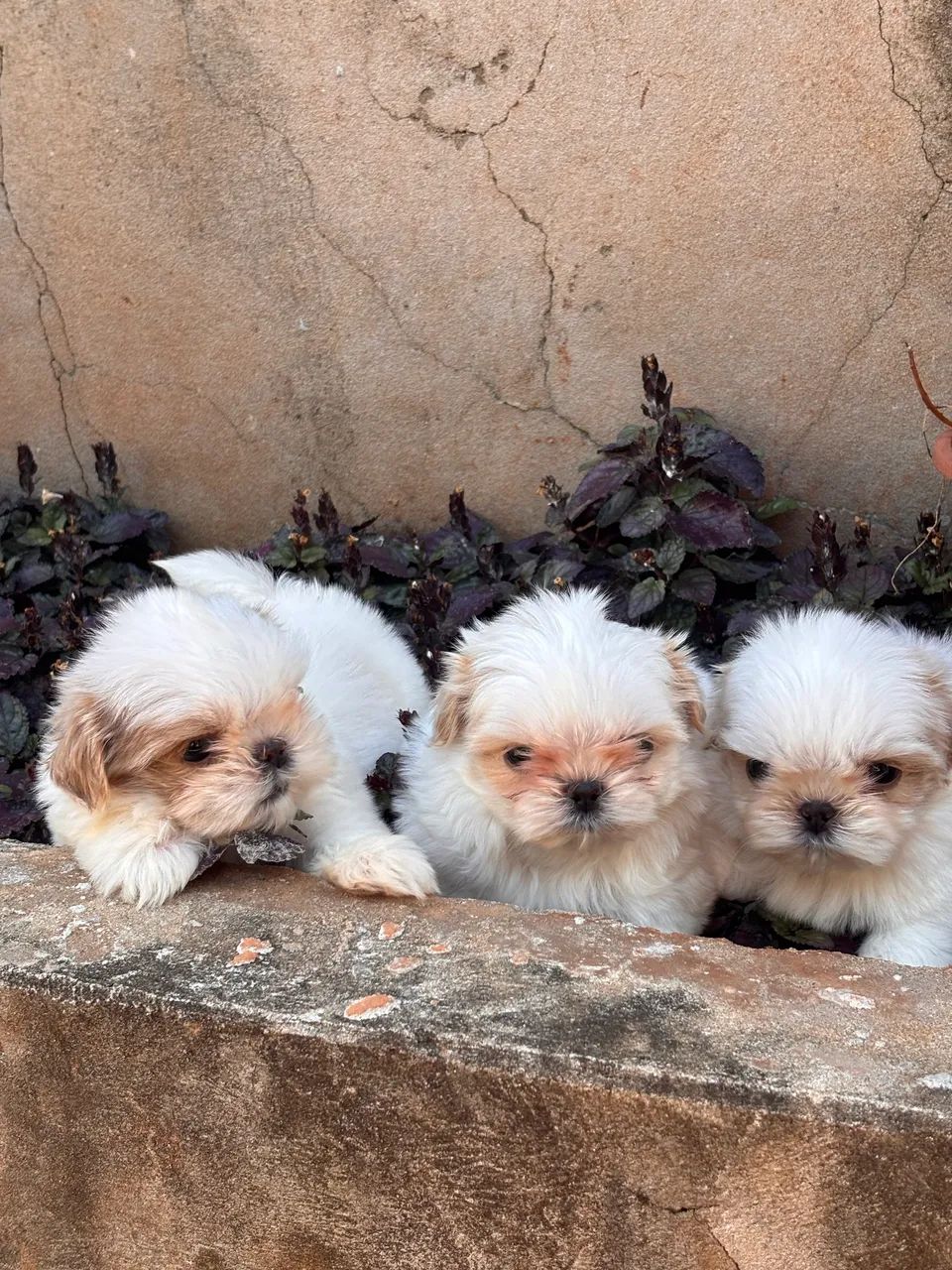 Fêmeas de Shihtzu disponível - Foto 2