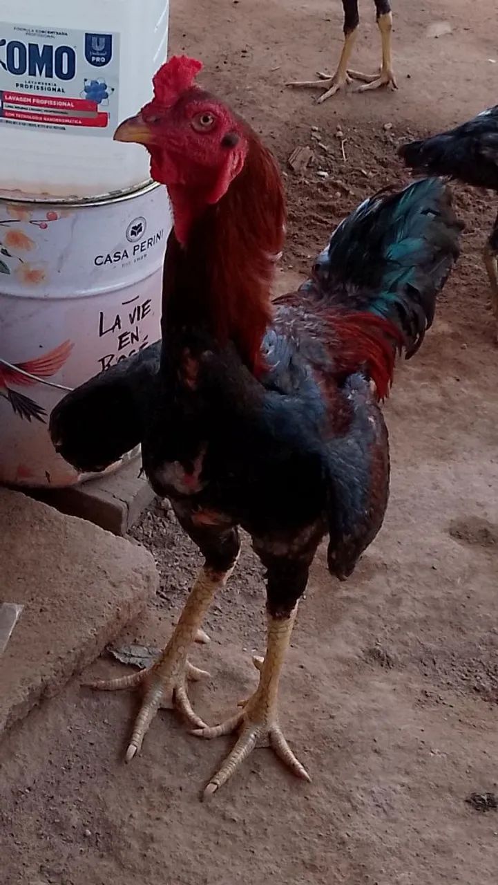 Frango caipira com índio  - Foto 2
