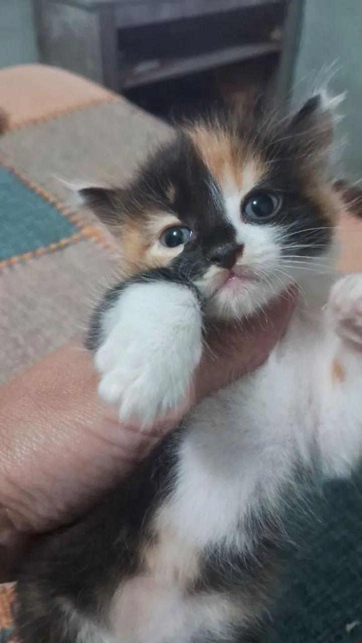 Doação de  casal de gatinhos  .