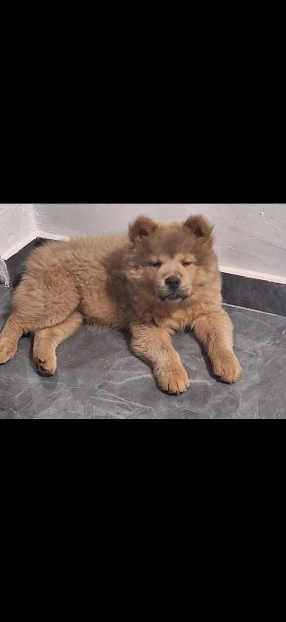 Vende-se !filhote ckow ckow original lingua roxa com 3 meses de nascida linda neiga
