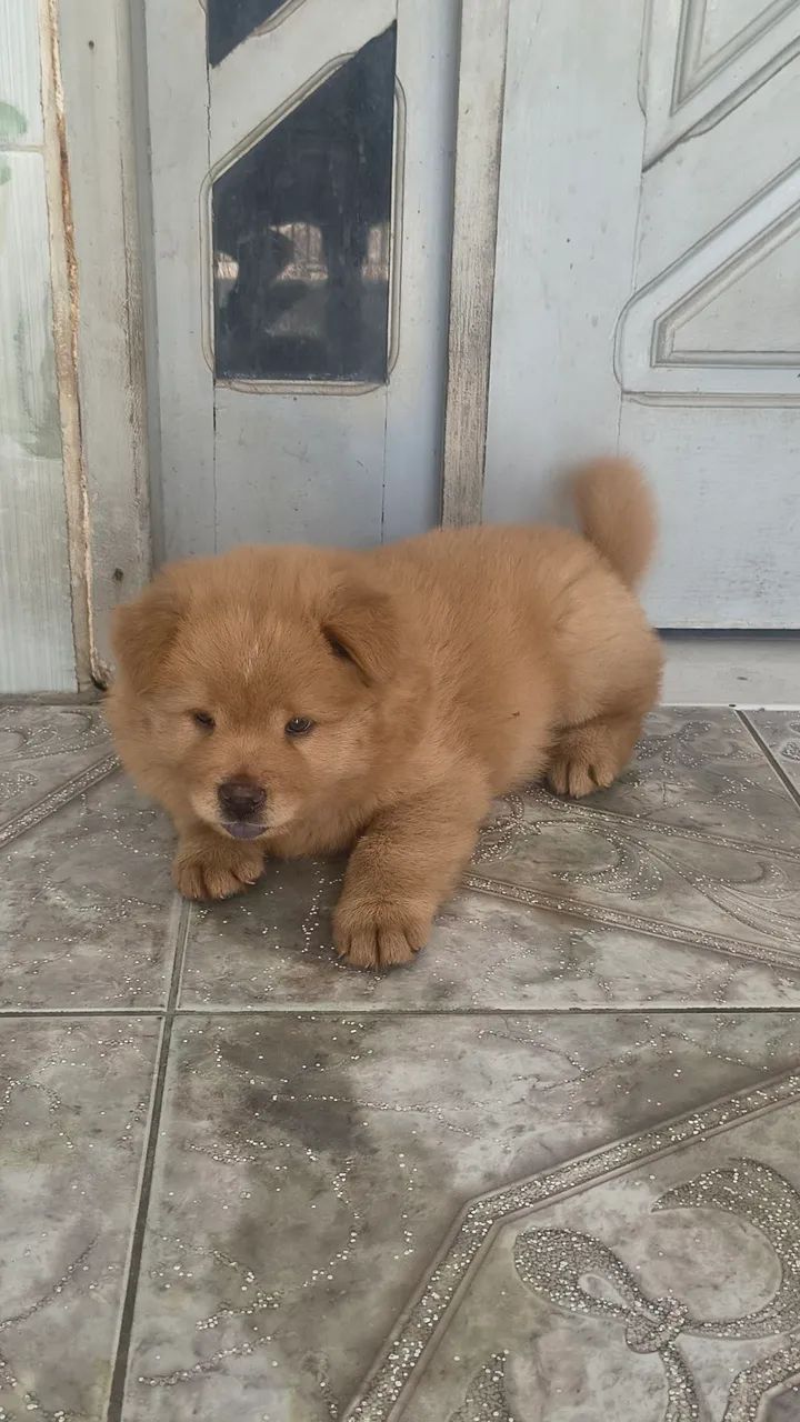 Chow Chow  - Foto 3