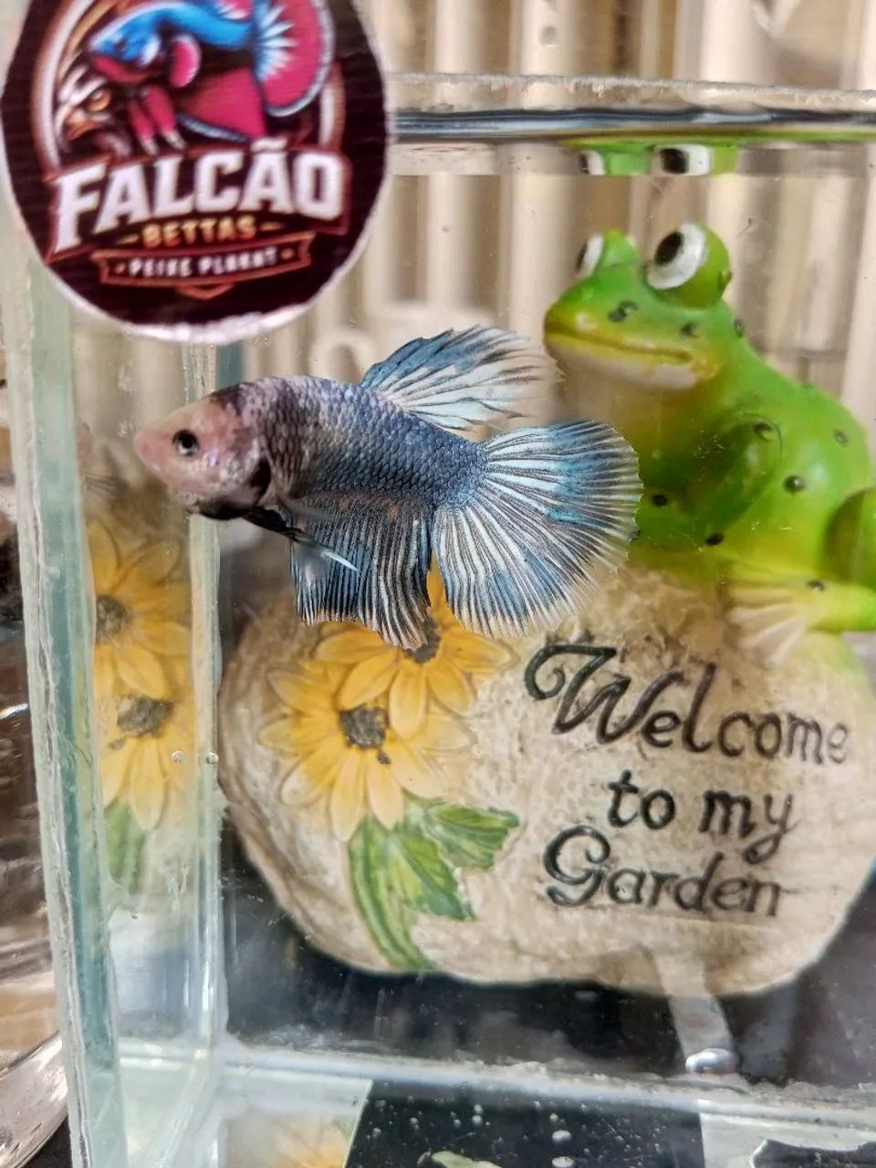 Bettas - Foto 5