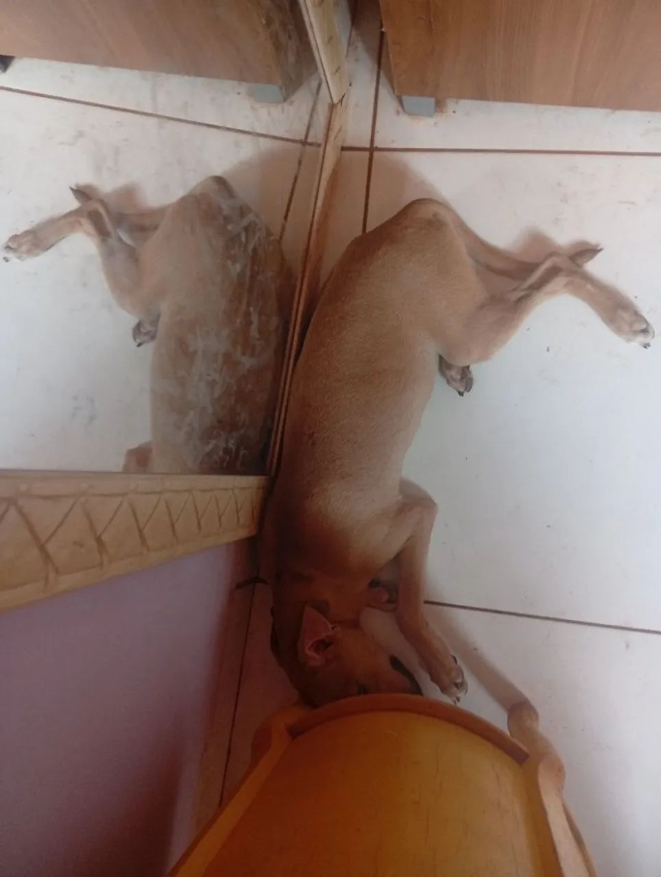 Doação de filhotes  - Foto 2