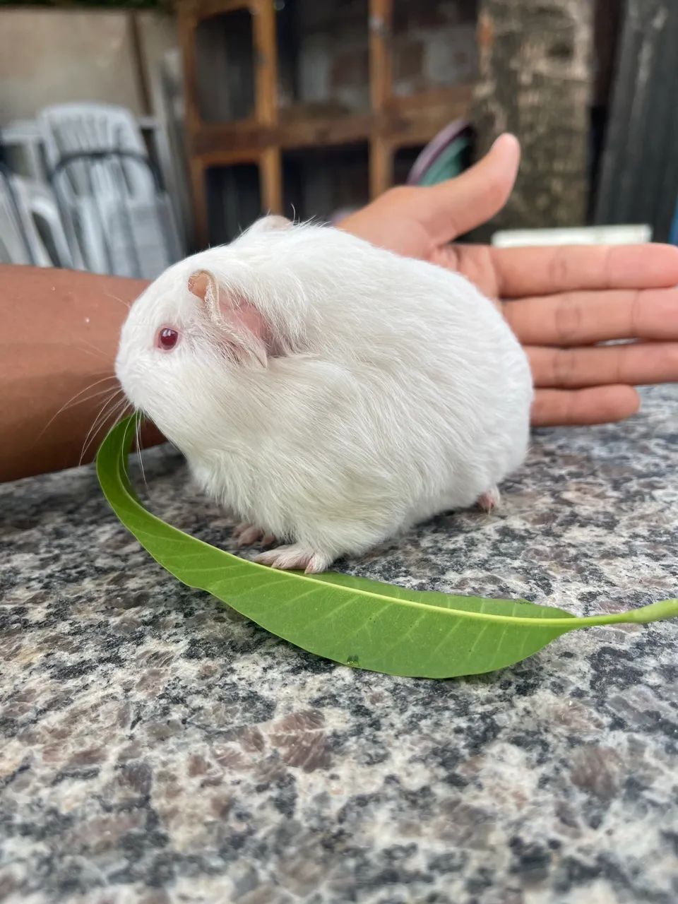 Porquinho da índia shelte fêmea  - Foto 2