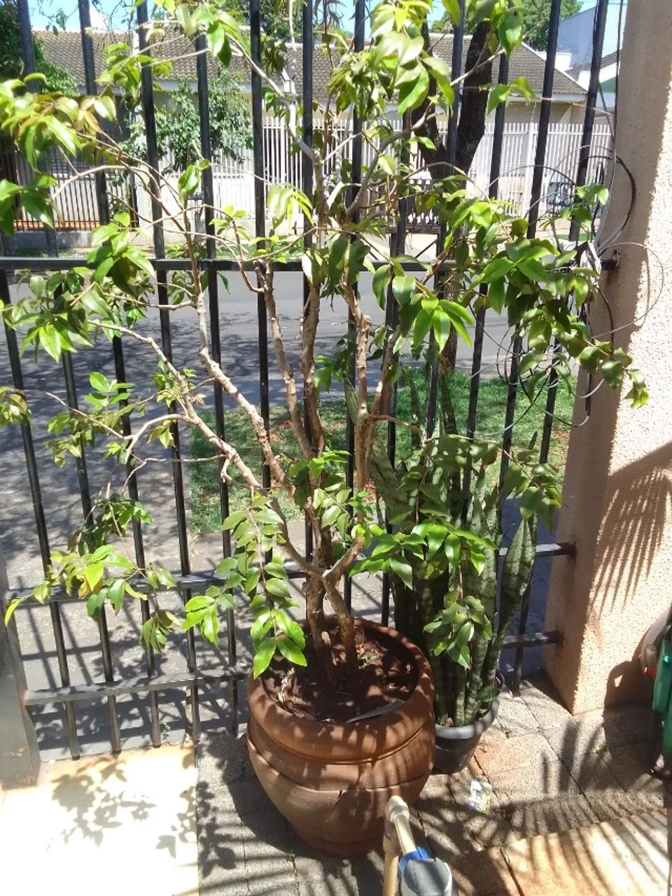 Vendo muda Jaboticaba produzindo - Foto 2