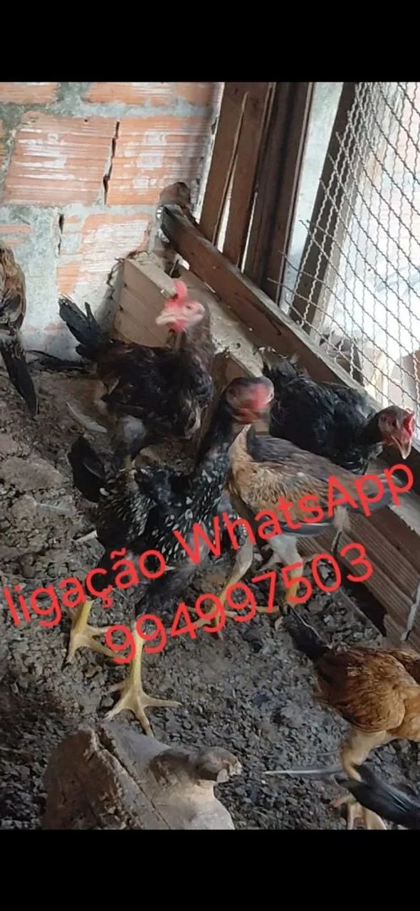 Picotes e galinhas  - Foto 3