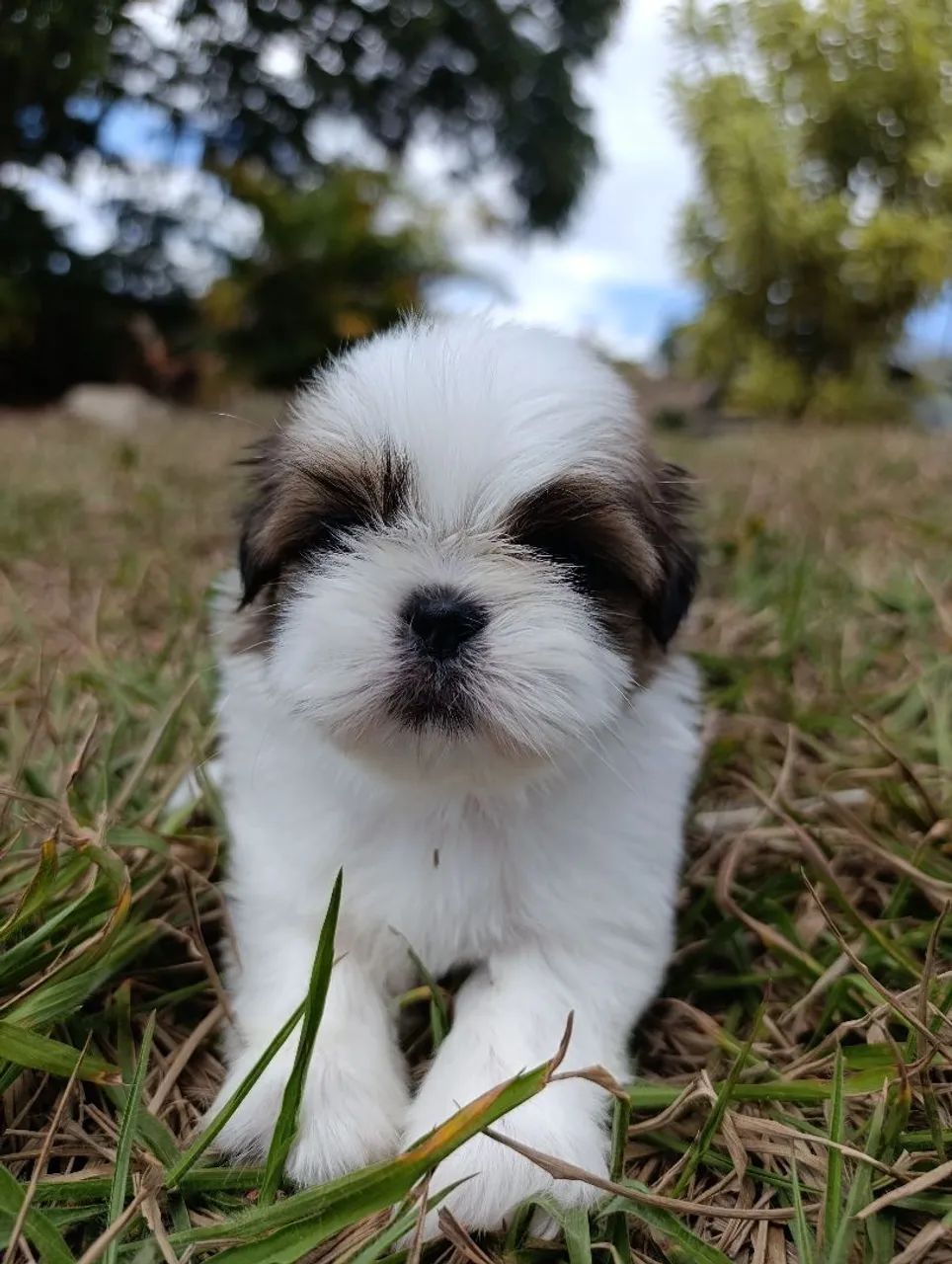 Shih tzu - Foto 2