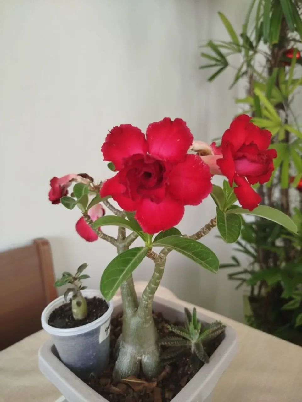 ROSA DO DESERTO  - Foto 3