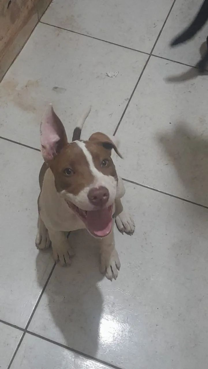 Pitbull 