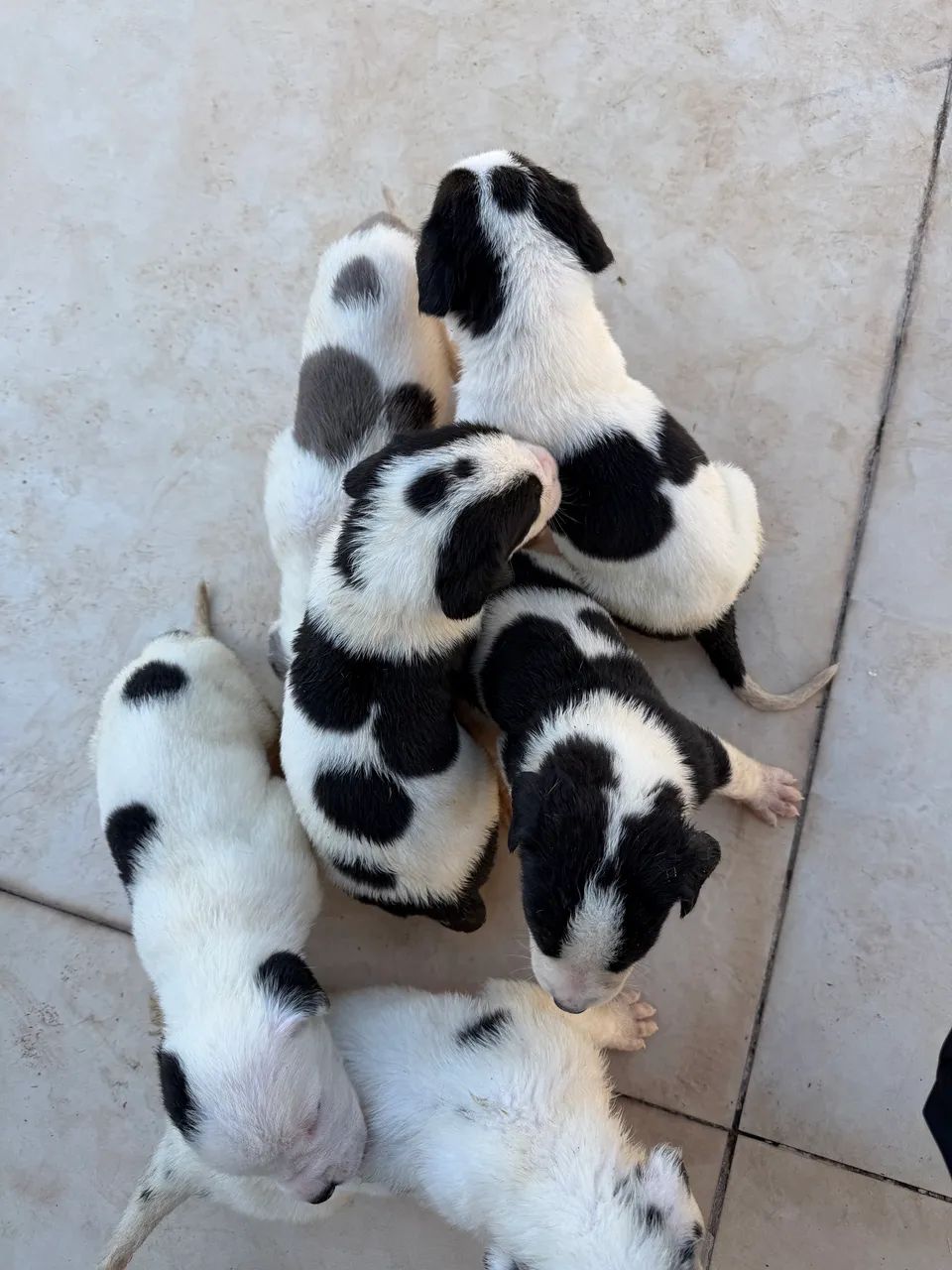Dogue alemão  - Foto 5