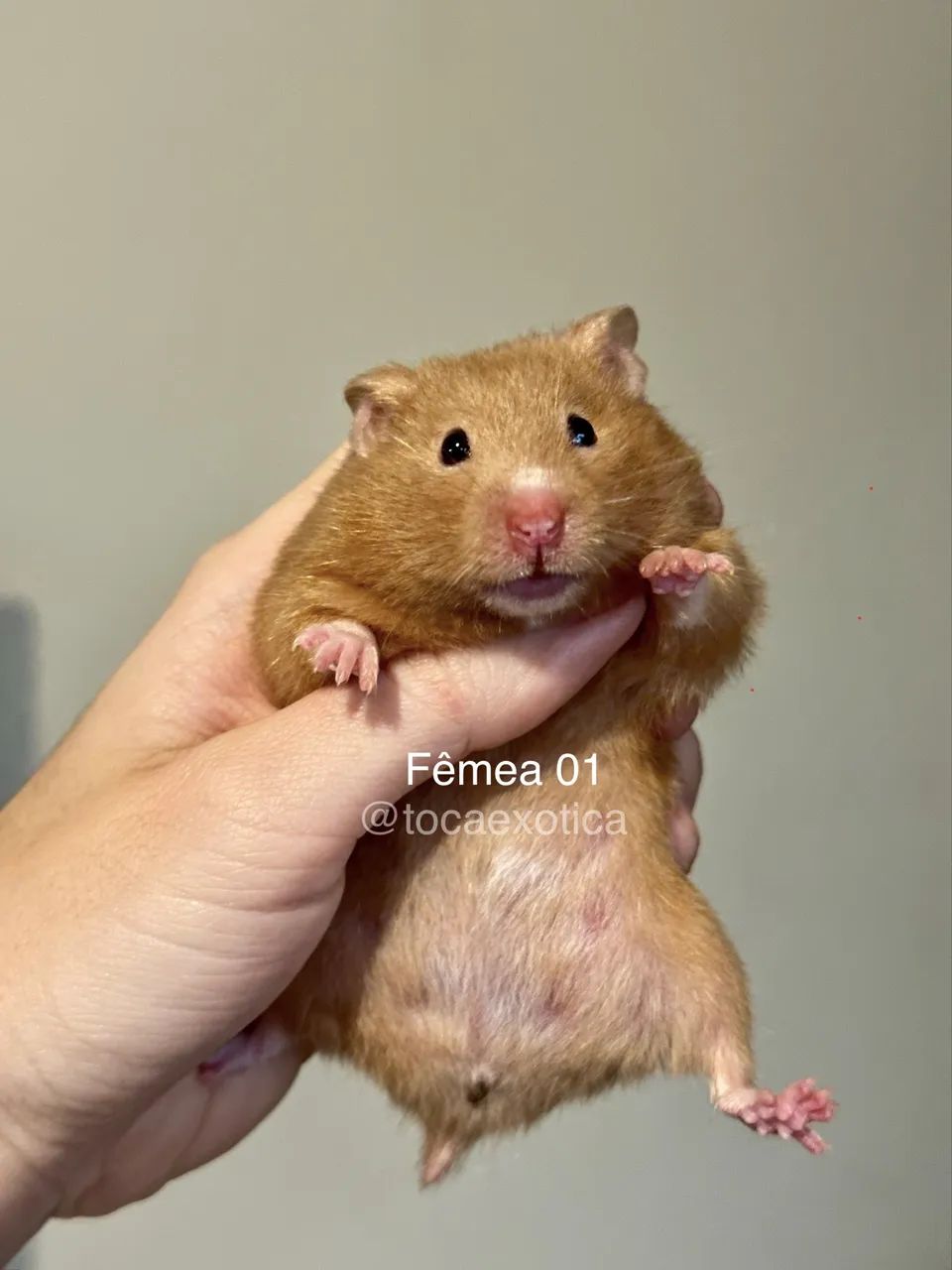 Hamster Sírio 