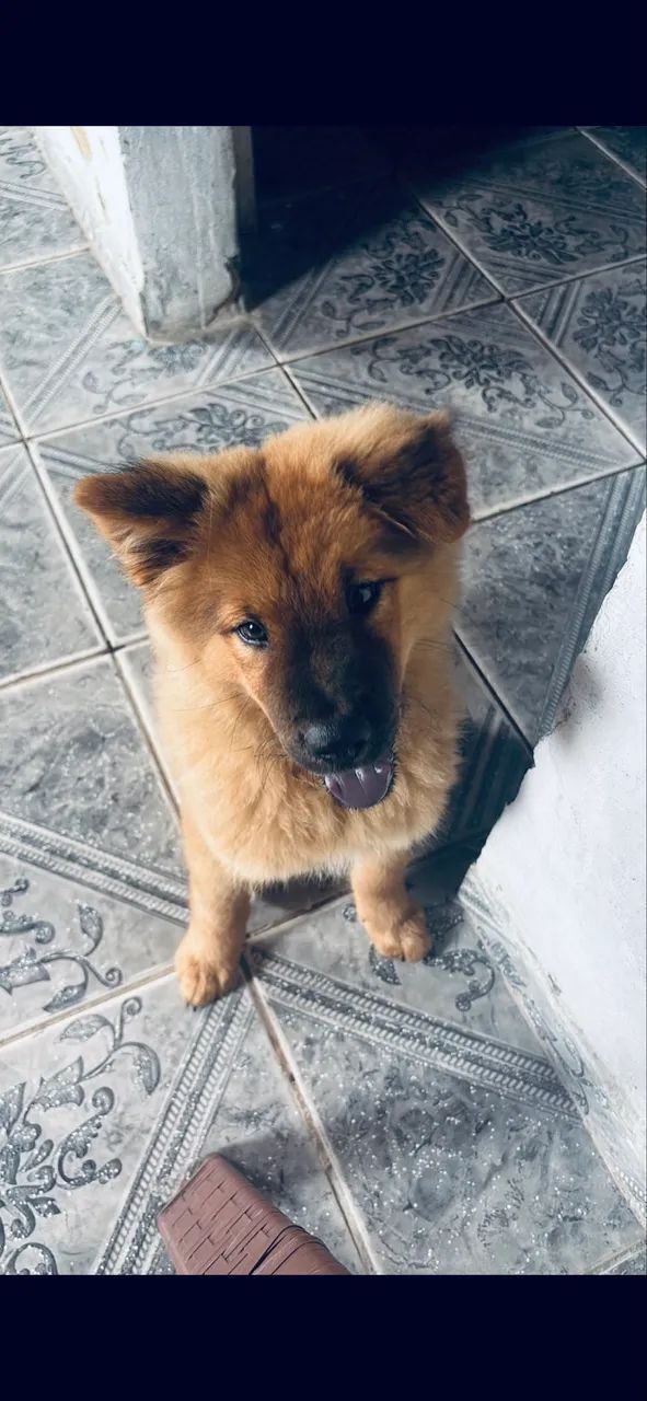 Chow chow disponível!