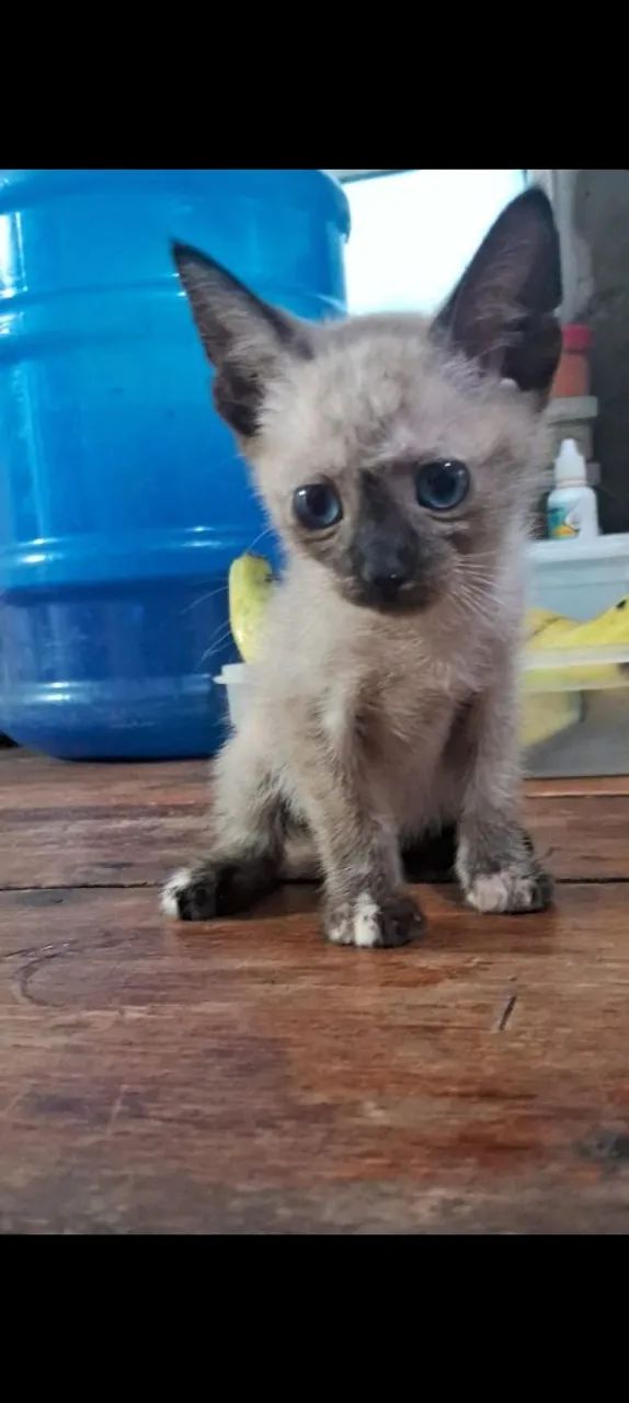 DOAÇÃO DE 2 GATINHOS  - Foto 2