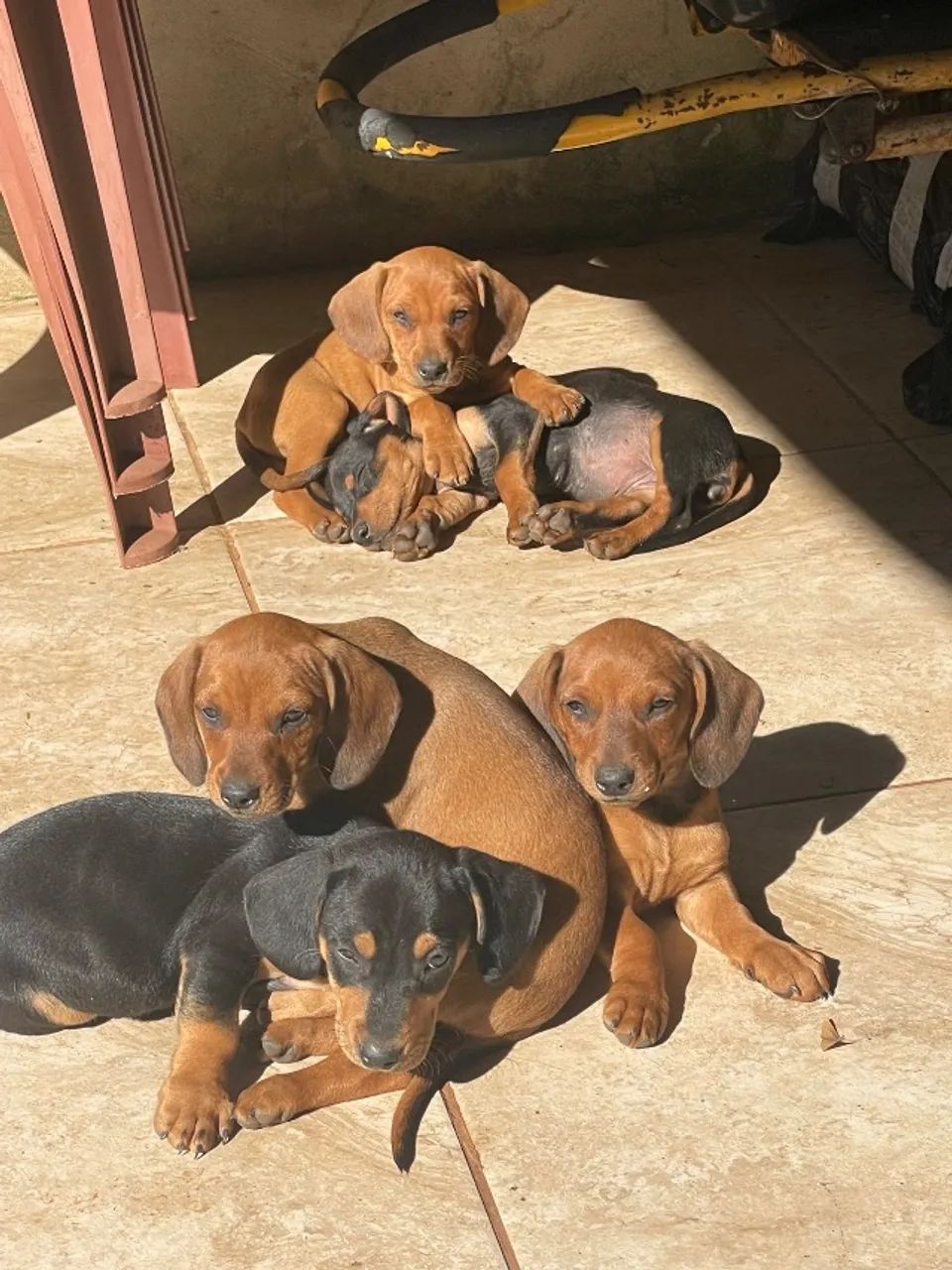 Cachorro - Foto 2