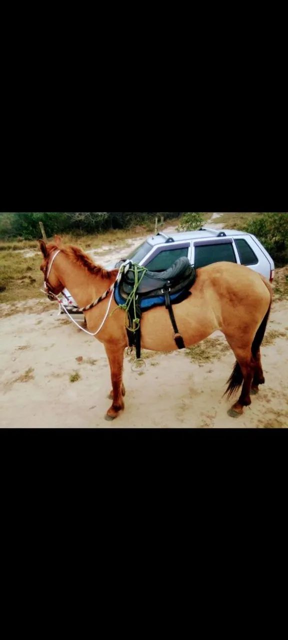 Equa a venda  - Foto 2