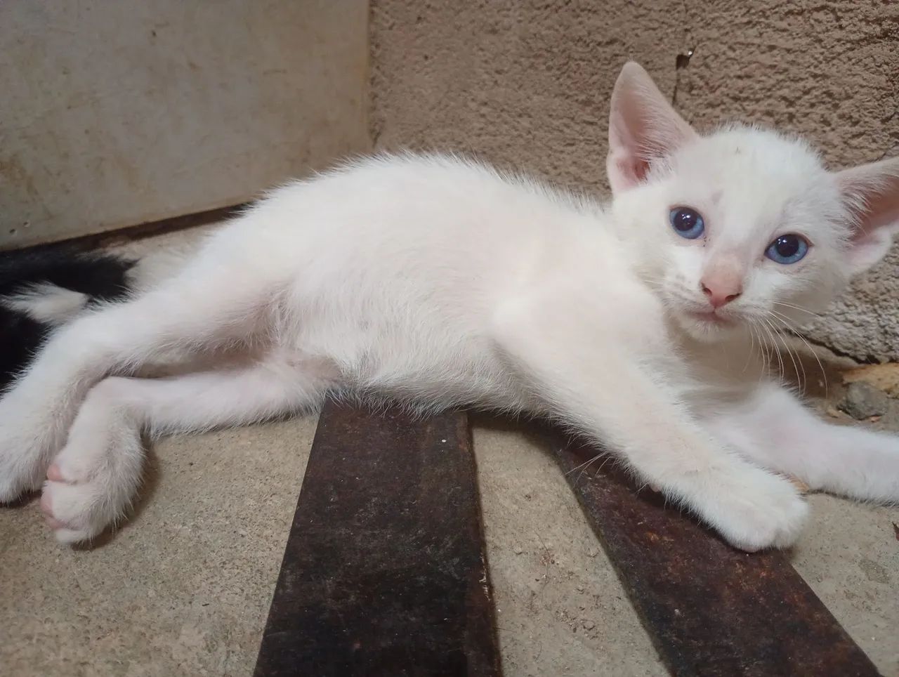 2 gatos machos filhotes para adoção  - Foto 2