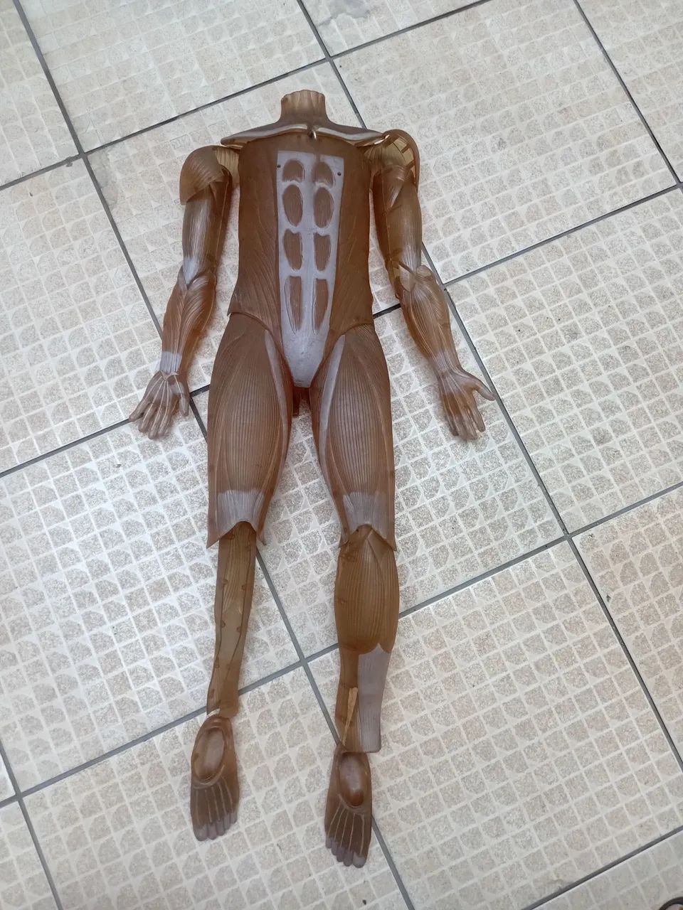 Pele da coleção do corpo humano  - Foto 2
