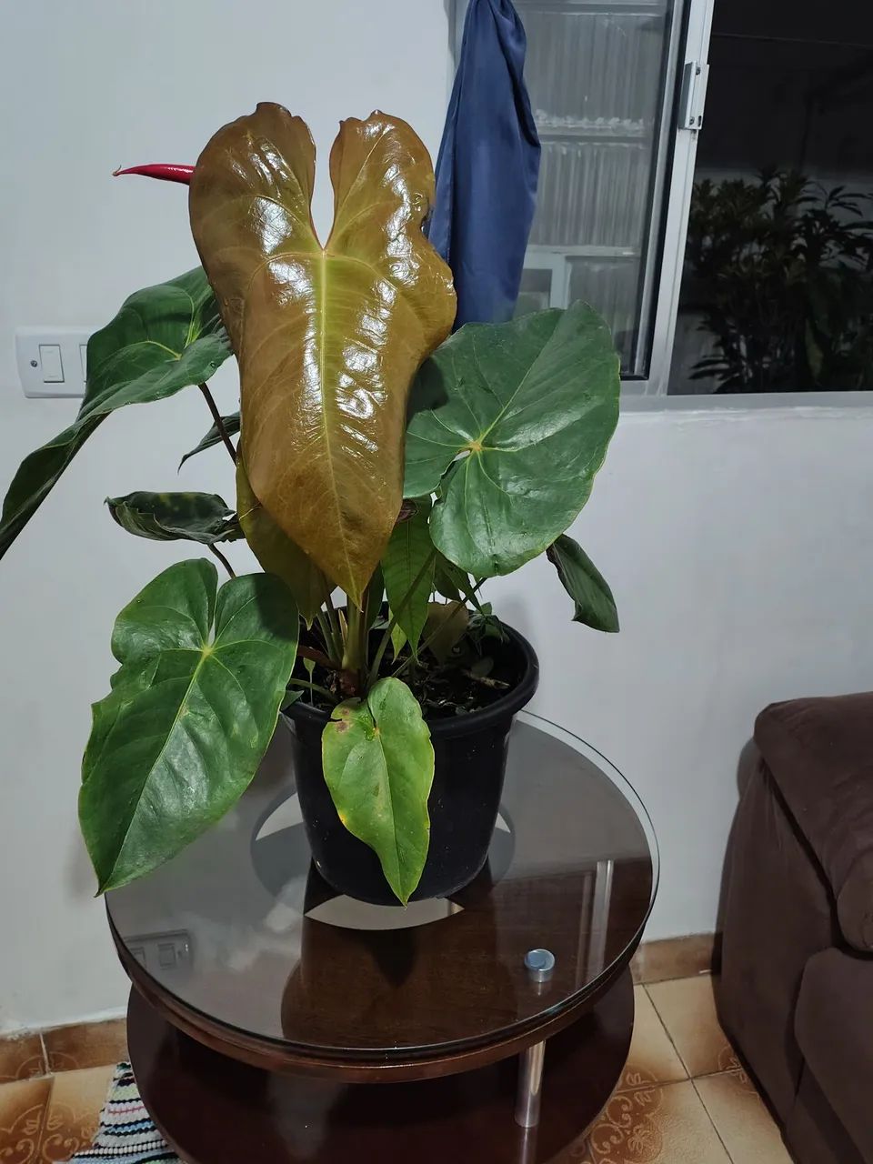Vaso de planta antúrio  - Foto 3