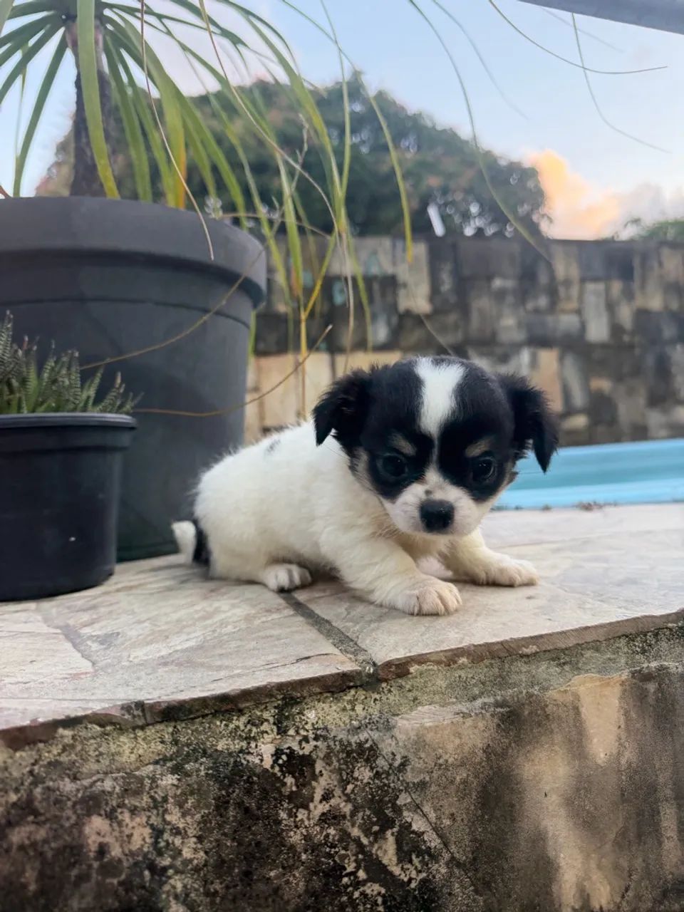 Chihuahua  - Foto 2