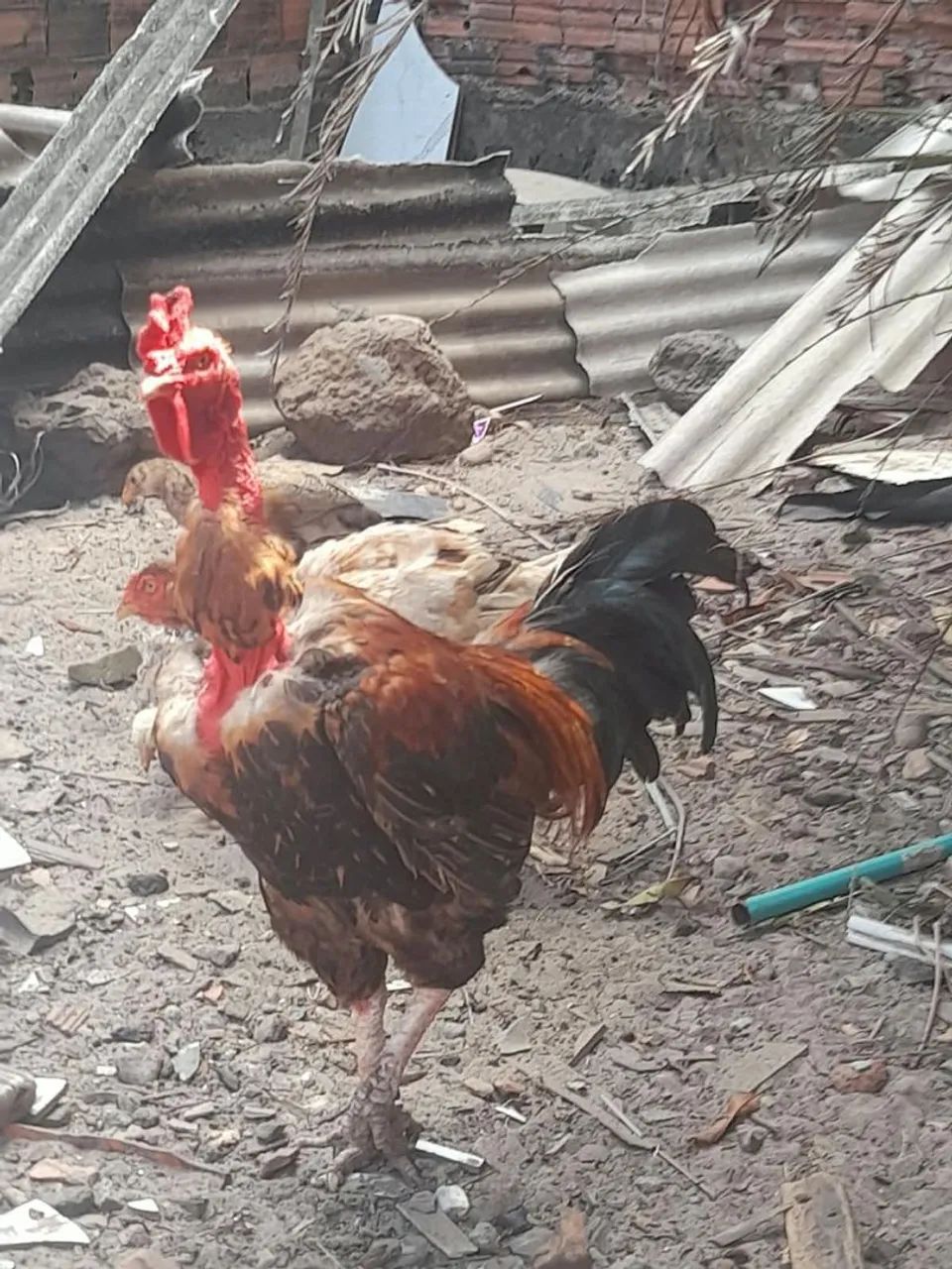 Galos e Galinhas - Foto 4