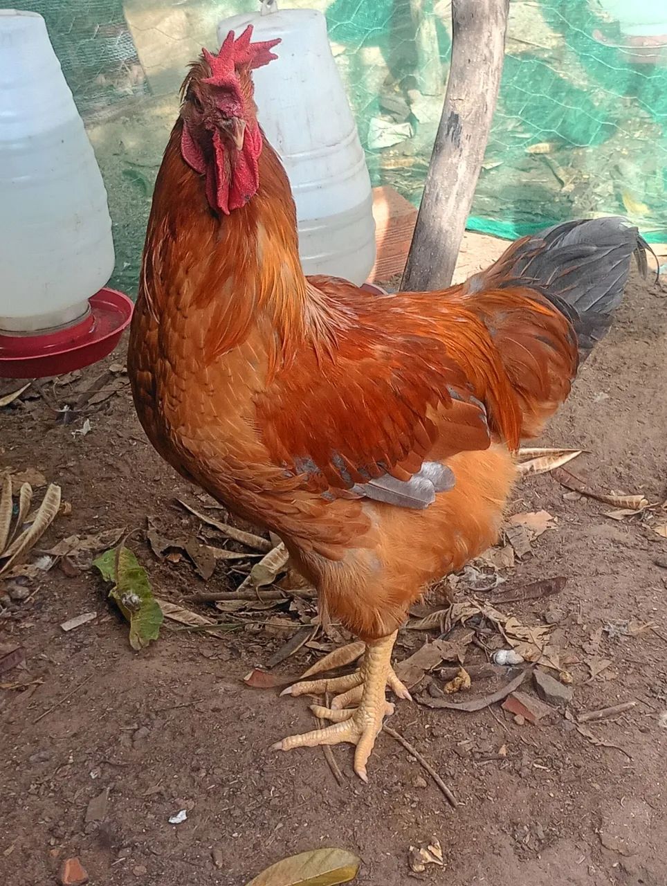 Galo GSB . - Foto 4