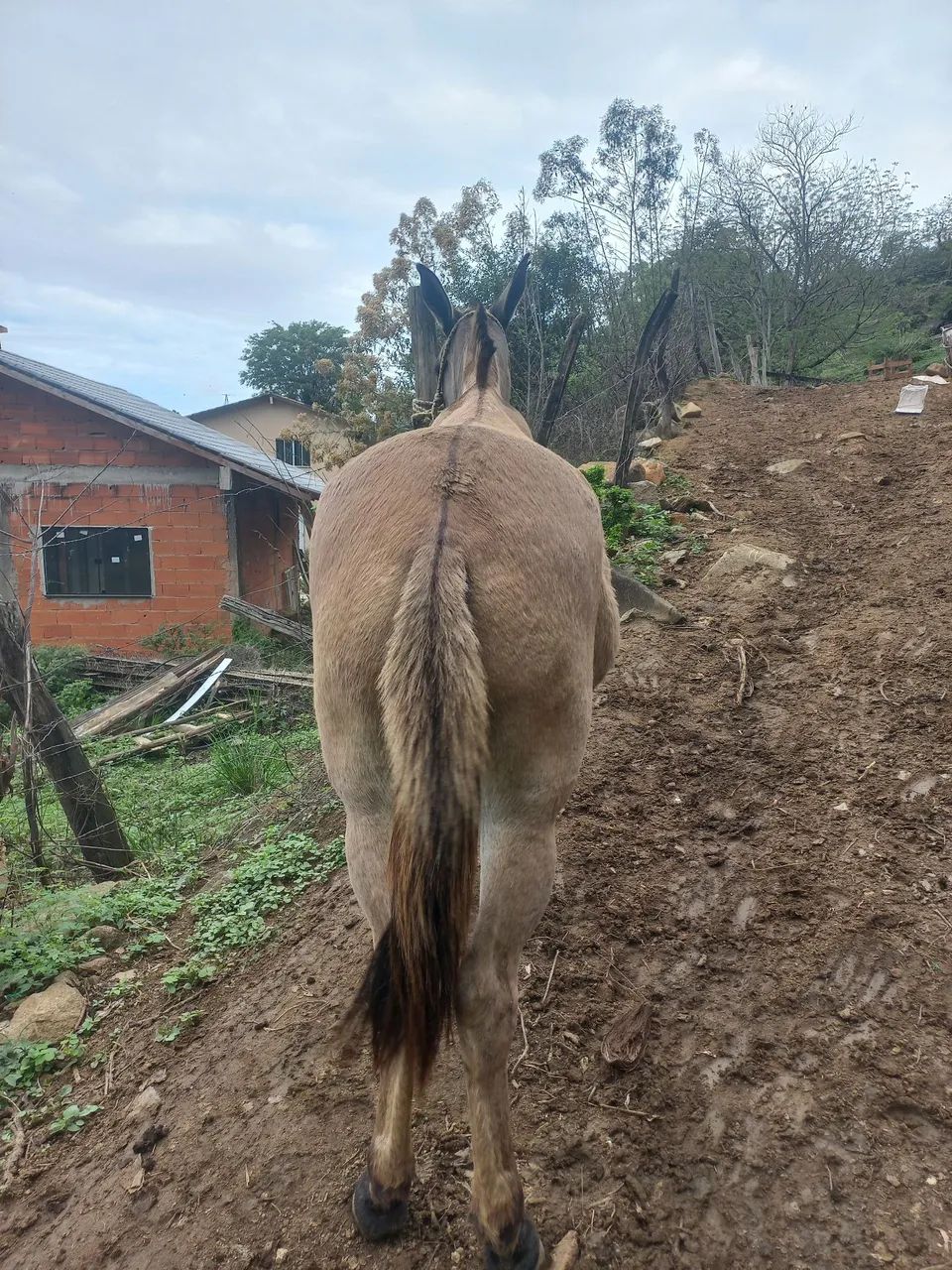 Mula - Foto 3