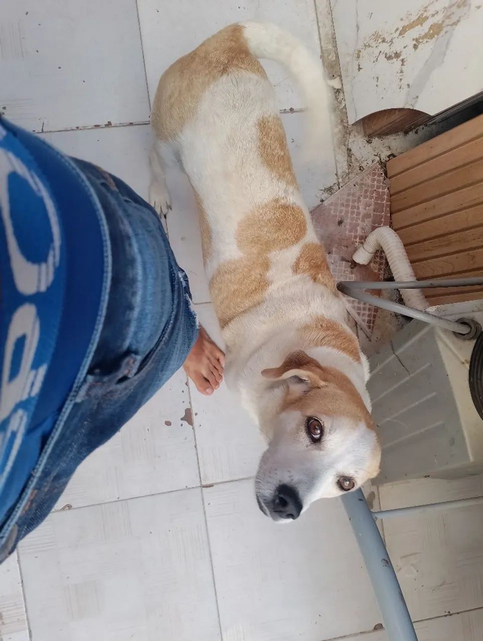 Cachorros para adoção 
