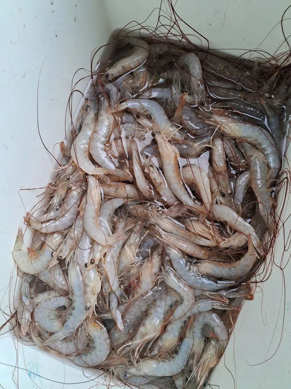 Camarão branco ? ? ? 