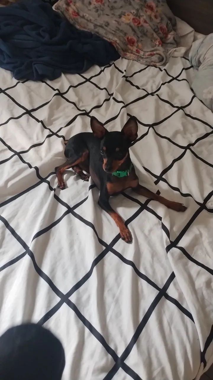 Pincher 