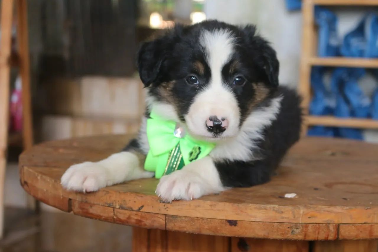 BORDER COLLIE PARCELAMOS  - Foto 4