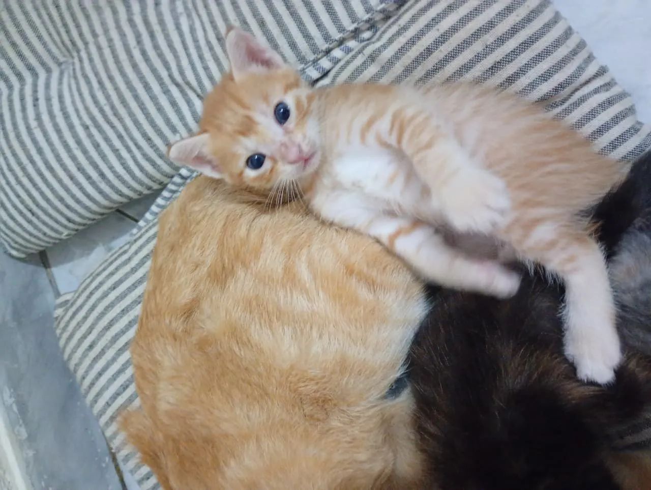 Adoção  - Foto 5