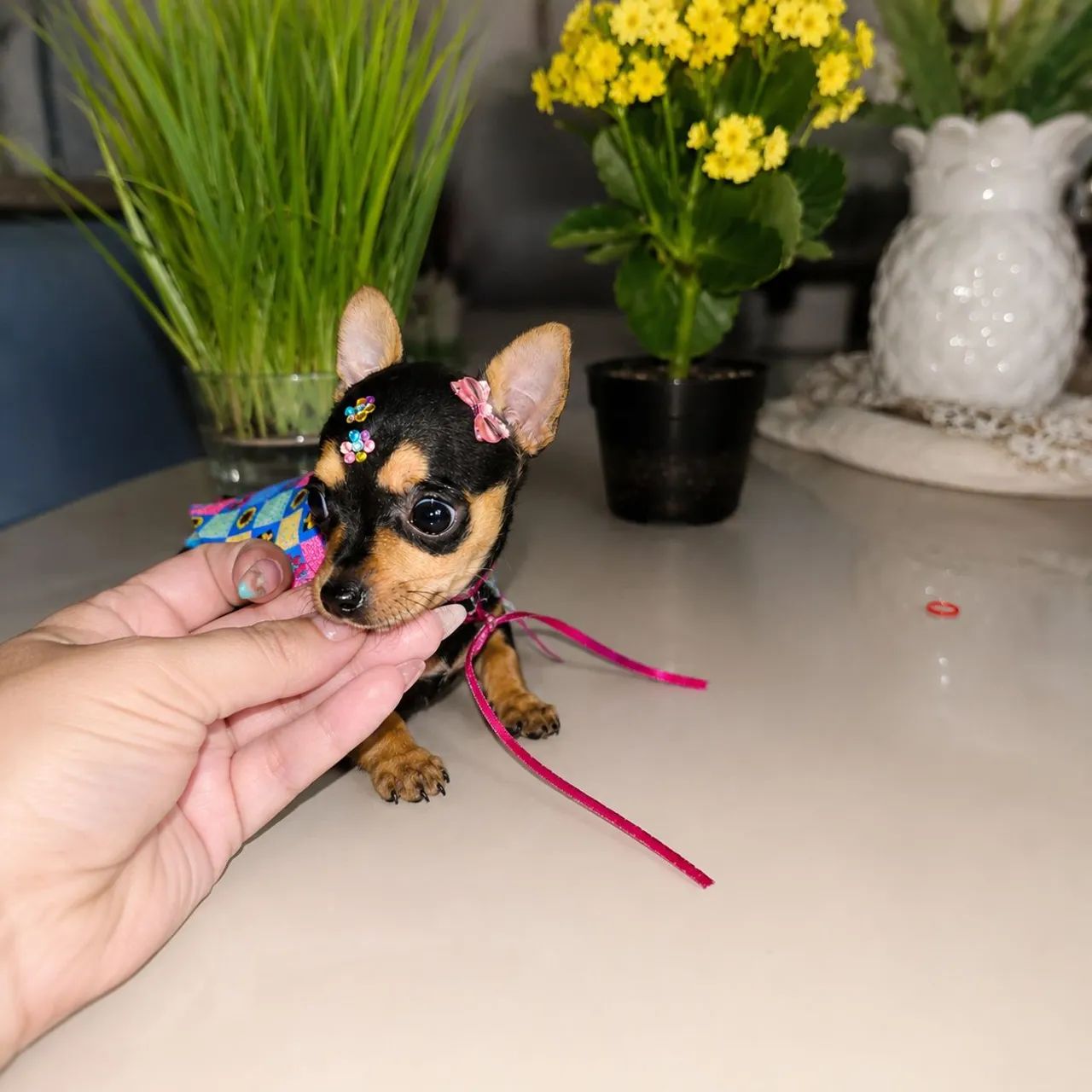Mini pinscher fêmea e macho  - Foto 4