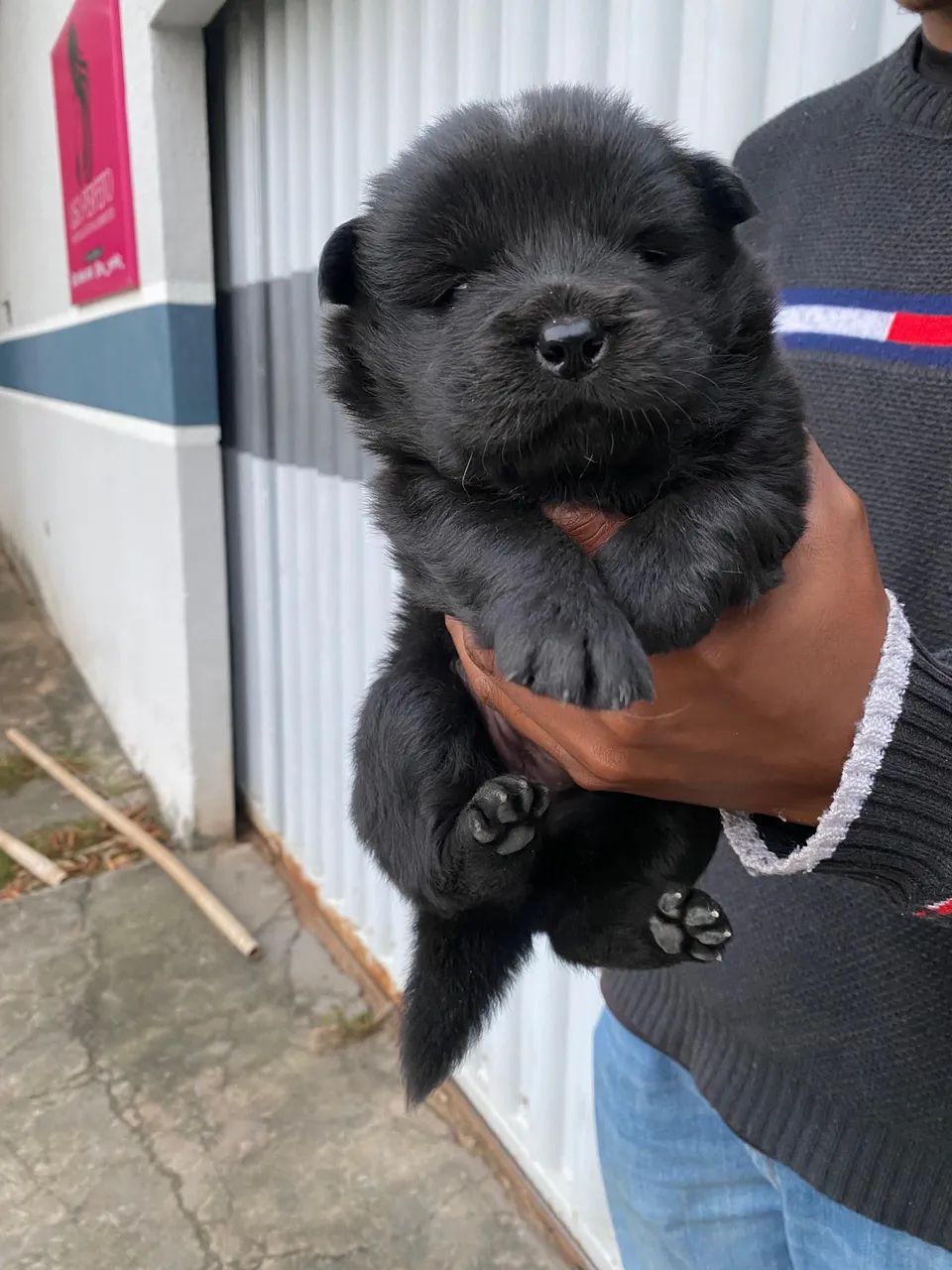 Vende-se chow chow - Foto 2